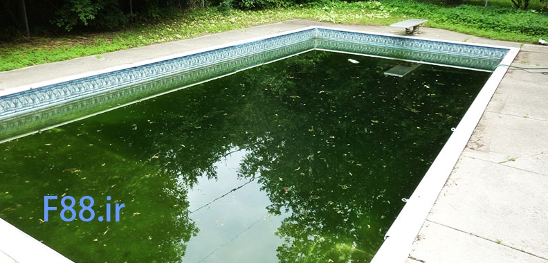 ضد جلبک استخر